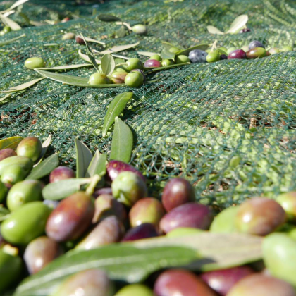 Dalla raccolta delle olive all’olio extra vergine nel Parco Rurale Satia