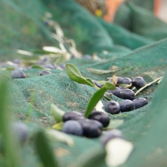 #Tradizioni - La raccolta delle olive