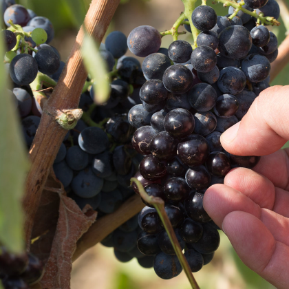 Vendemmia sul lungo valle di Locorotondo